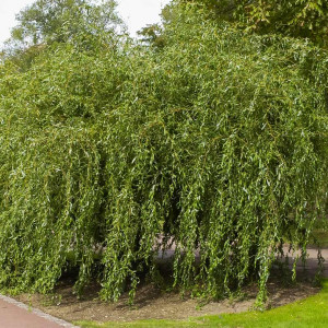 Саженцы Ива Матсуды или Salix matsudana (сеянец)