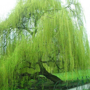 Саженцы Ива плакучая зеленая (сеянец)