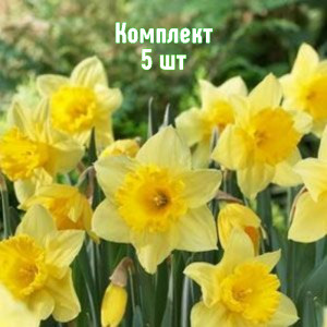 Саженцы Комплект 5шт / Нарцисс Карлтон