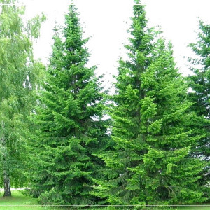 Комплект 5шт / Пихта сибирская (сеянец 15-25 см)