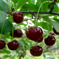 Комплект 5шт / Вишня Призвание